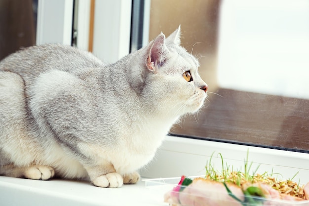 British silver cat lies on the windowsill