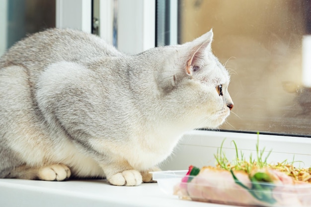 英国の銀色の猫が窓辺に横たわっている