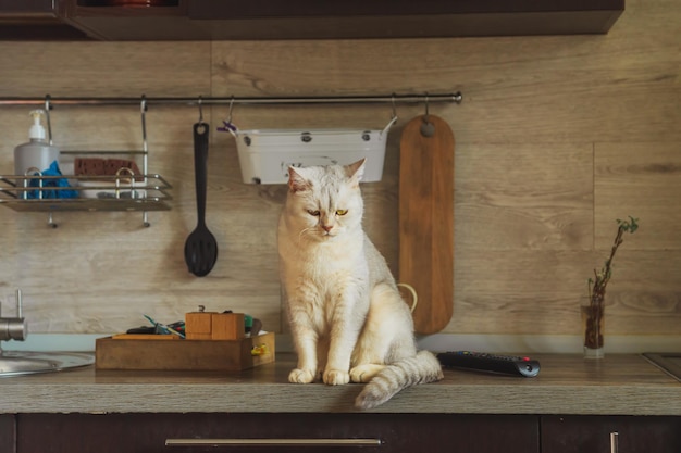 british silver cat sits on the kitchen table