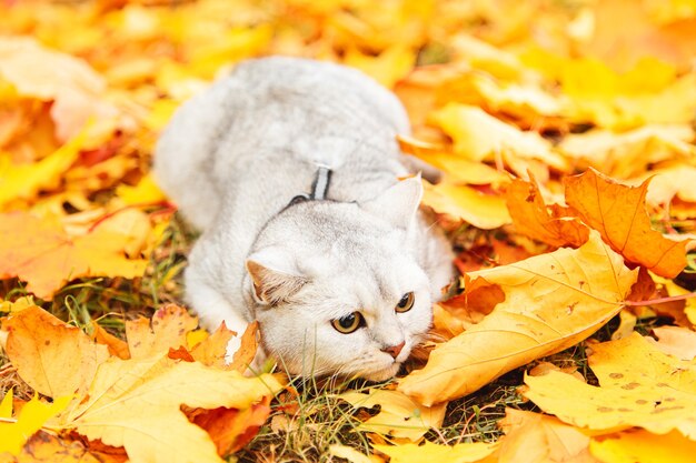 British silver cat walking in the autumn park. Golden autumn, leaf fall.