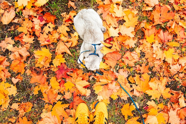 British silver cat walking in the autumn park. Top view.