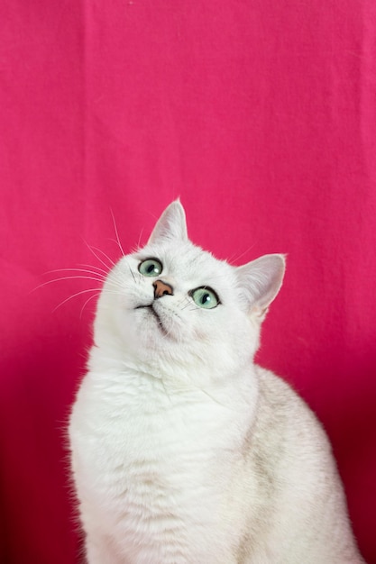 British silver chinchilla cat breed on a pink background