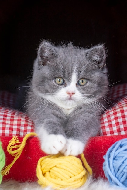 Brits bicolor kitten, grijze en witte schattige kat