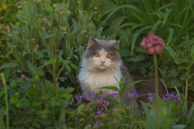 Brits katje in gekleurde bloemen op aard Katje in de tuin Schattig exotisch kattenportret