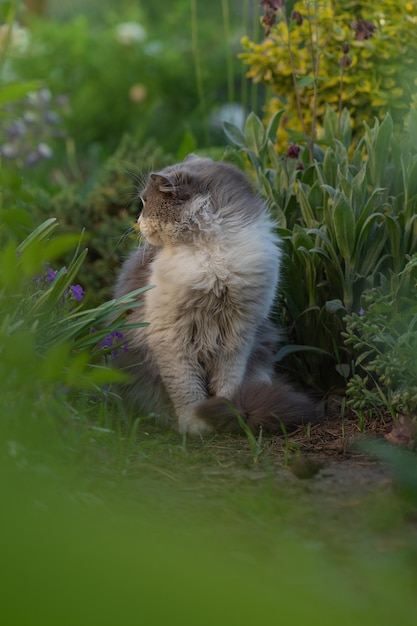 Brits katje in gekleurde bloemen op aard Katje in de tuin Schattig exotisch kattenportret