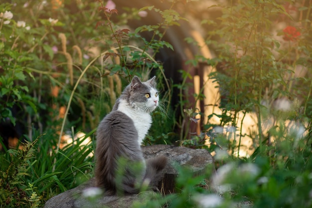 Brits katje in gekleurde bloemen op aard. kitten in de tuin