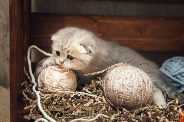 Brits korthaar kitten spelen met ballen van draad in een houten kist. Rustieke stijl.