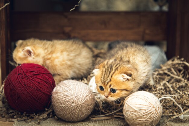 Brits korthaar kittens spelen met bolletjes draad in een houten kist. Rustieke stijl.