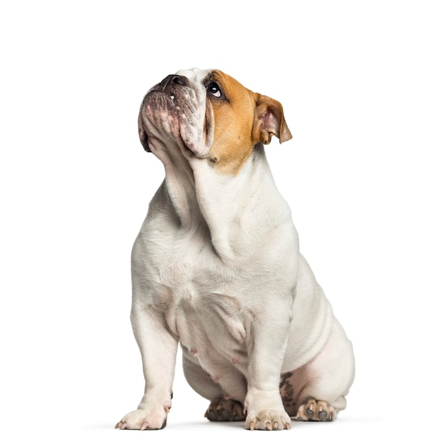 Britse Bulldog, Engelse Bulldog, 10 maanden oud, zit op witte achtergrond