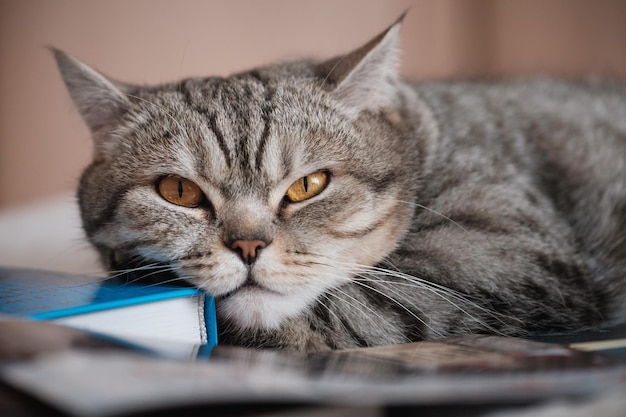 Foto britse gladharige gestreepte kat op een boek