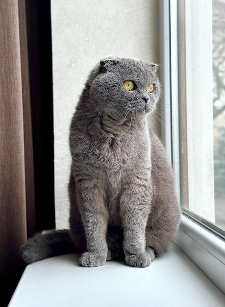 Britse grijze kat met gevouwen oren staat op de vensterbank en kijkt uit het raam, foto op de telefoon