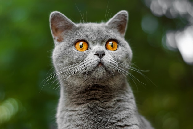 Britse kat oren rechte grijze kleur Portret van een mooie kat