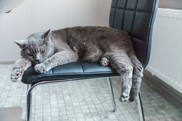 Britse kattenslaap op zwarte moderne stoel binnen thuis