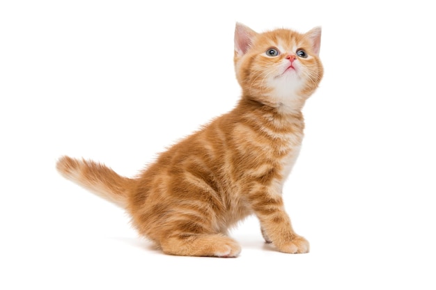 Britse kitten is oranje van kleur