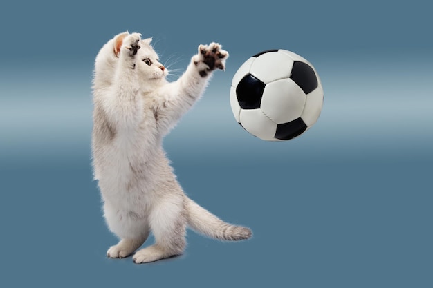 Britse kitten op een blauwe achtergrond speelt met een voetbal Het concept van sport Humor