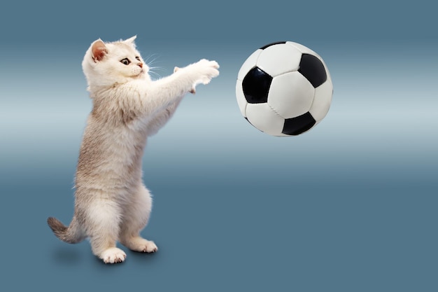 Britse kitten op een blauwe achtergrond speelt met een voetbal Wachten op het WK Het concept van sport, lichamelijke activiteit en een gezonde levensstijl Humor