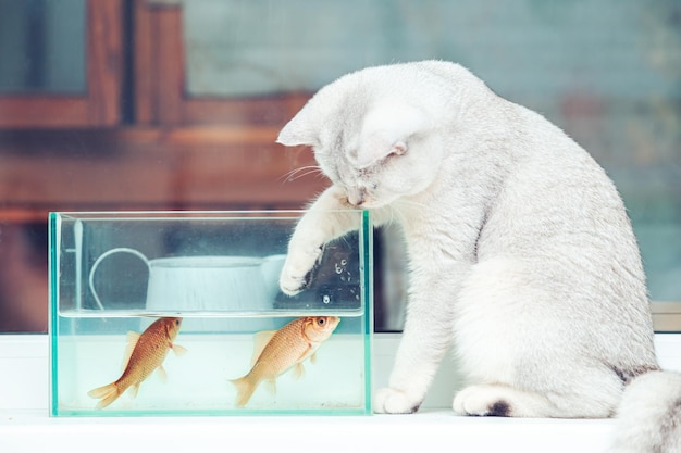 Britse korthaar zilveren kat kijken naar goudvissen in een aquarium.