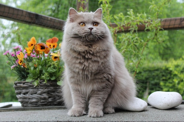 Britse langharige kat die tegen potplanten zit