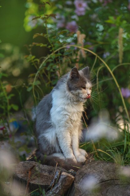 Britse langharige kat toont tong op de natuur Kat likt met tong lekker Huisdieren tong eruit