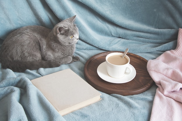 Britse schattige kat rustend op gezellige blauwe pled bank in interieur van de woonkamer.