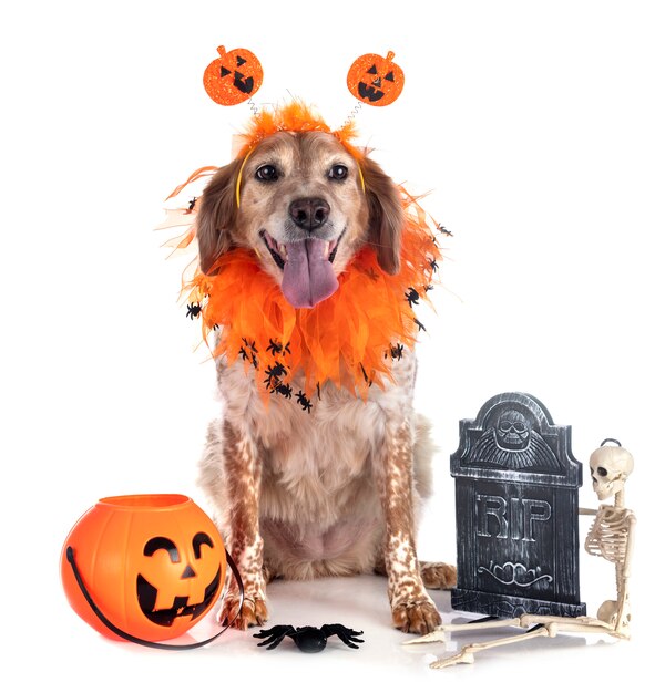 Animale del cane di bretagna ad halloween