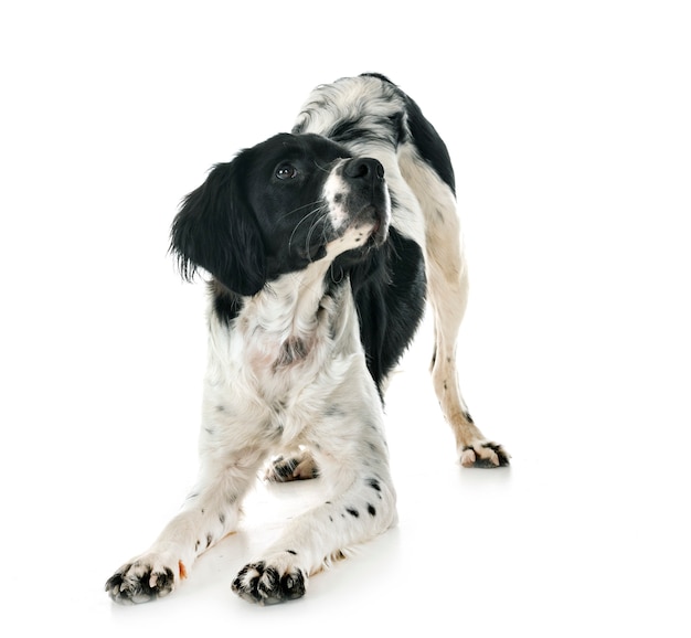 brittany dog in studio