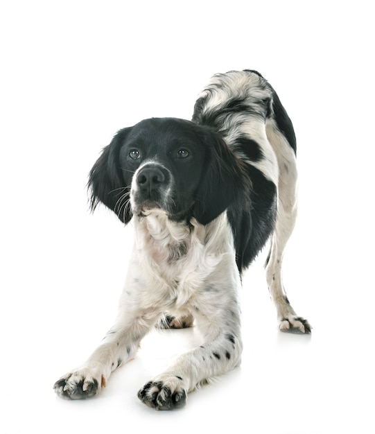 Brittany dog on white wall