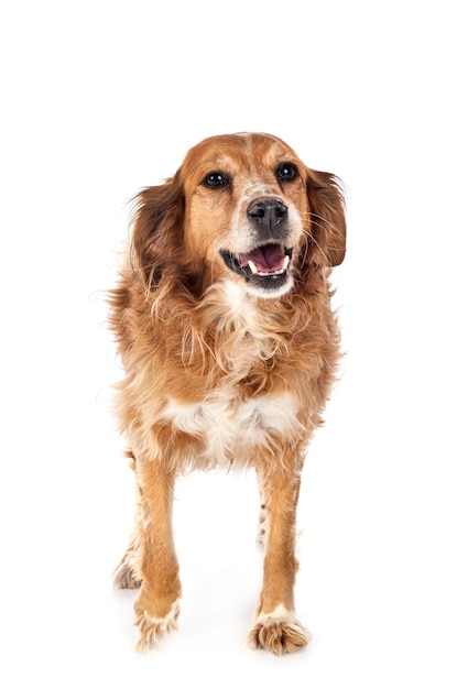 Brittany spaniel isolated on white