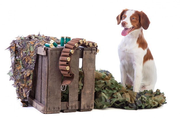 Brittany spaniel ready to hunt