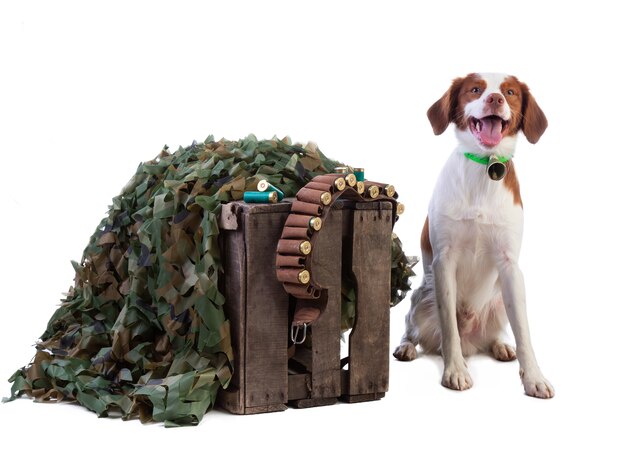 Brittany spaniel sitting next to army camouflage