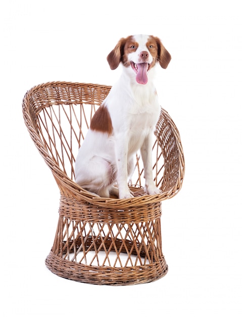 Brittany spaniel sitting on a wicker chair