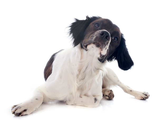 Photo brittany spaniel