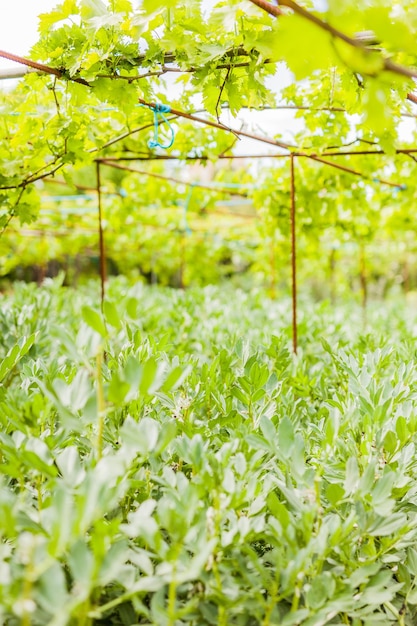 Broad bean gardening in urban garden sustainability horticulture organic ecology