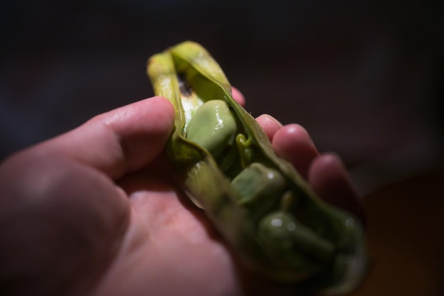 Broad beans