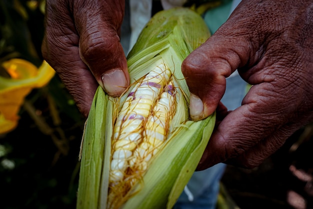 Photo broad corn for pozole