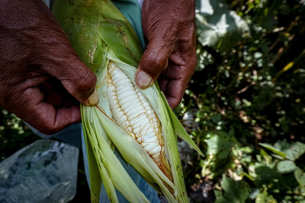 Photo broad corn for pozole