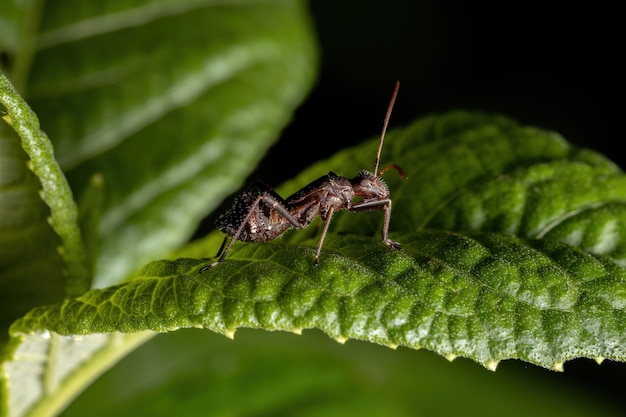 Широкоголовая нимфа-клоп из семейства Alydidae