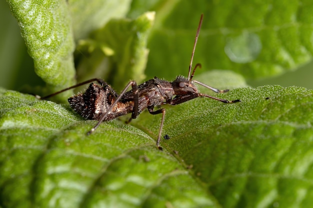 Broad-headed Bug Nymph of the Family Alydidae