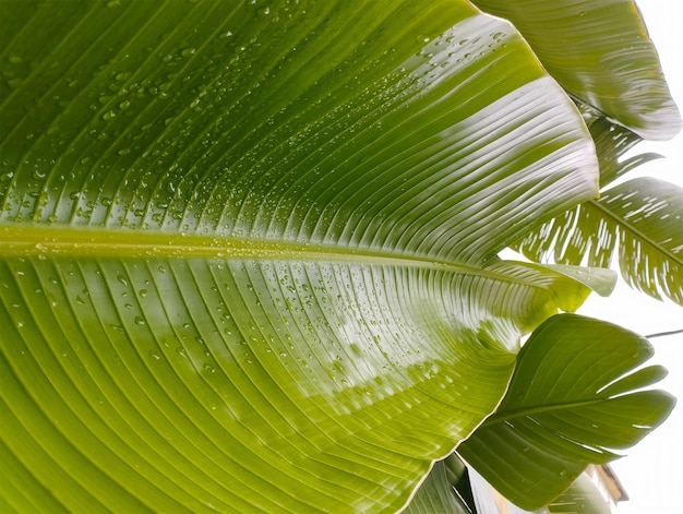 Broad palm leaves for the screensaver Taken on a phone selective focus