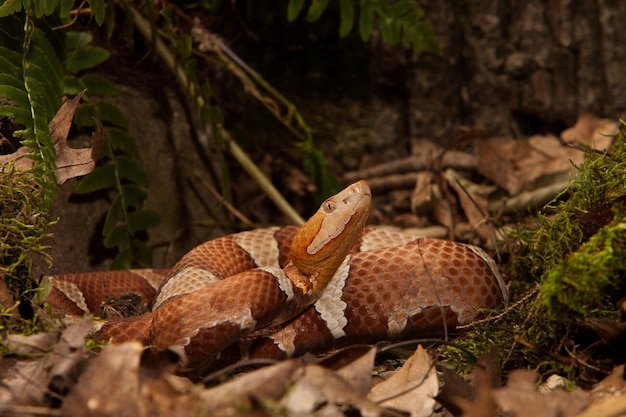 Broadbanded Copperhead Agkistrodon contortrix laticinctus Stock Photo