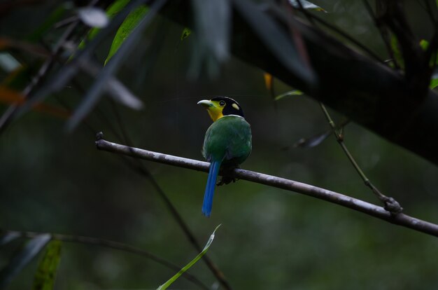 Broadbill met lange staart op boomtak