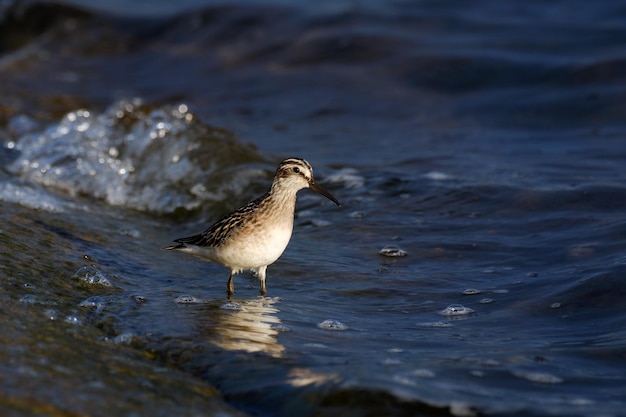 물 속 에 서 있는 넓은 수염 모래새 Calidris falcinellus