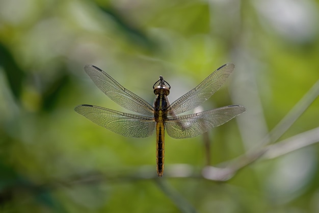 The broadbodied chaser or broadbodied darter Libellula depressathe most common dragonfly