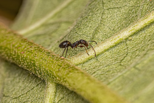 Broadheaded Bug Nymph