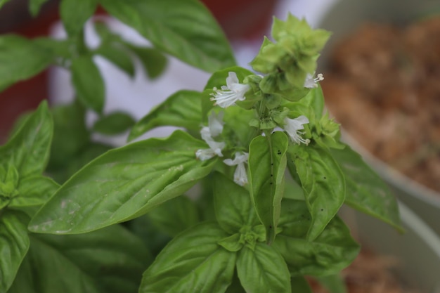 Photo broadleaf basil in a pot