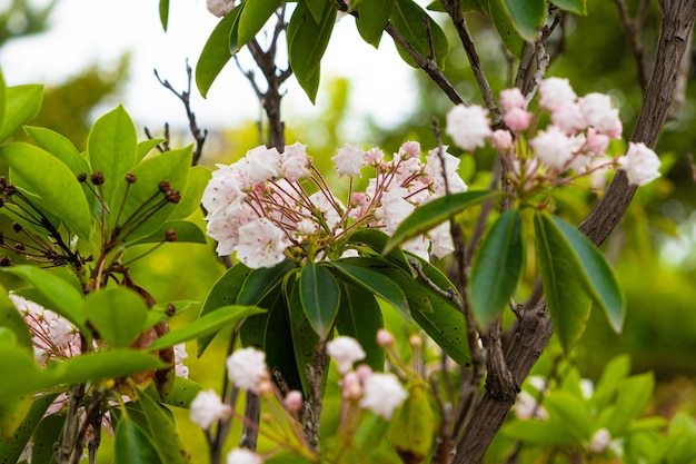 Broadleaved Kalmia latifolia berglorbeer HeatherEricaceae family pink flowers