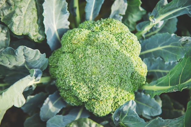 Cavolo broccolo in giardino. messa a fuoco selettiva.