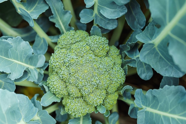 broccoli close-up bovenaanzicht Broccoli bloeiwijze klaar voor oogst close-up groentezaad deksel