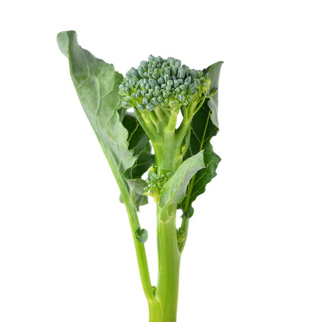 Broccoli die op witte achtergrond worden geïsoleerd