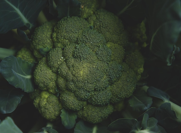 Photo broccoli in the garden a head of broccoli in the garden in the home garden